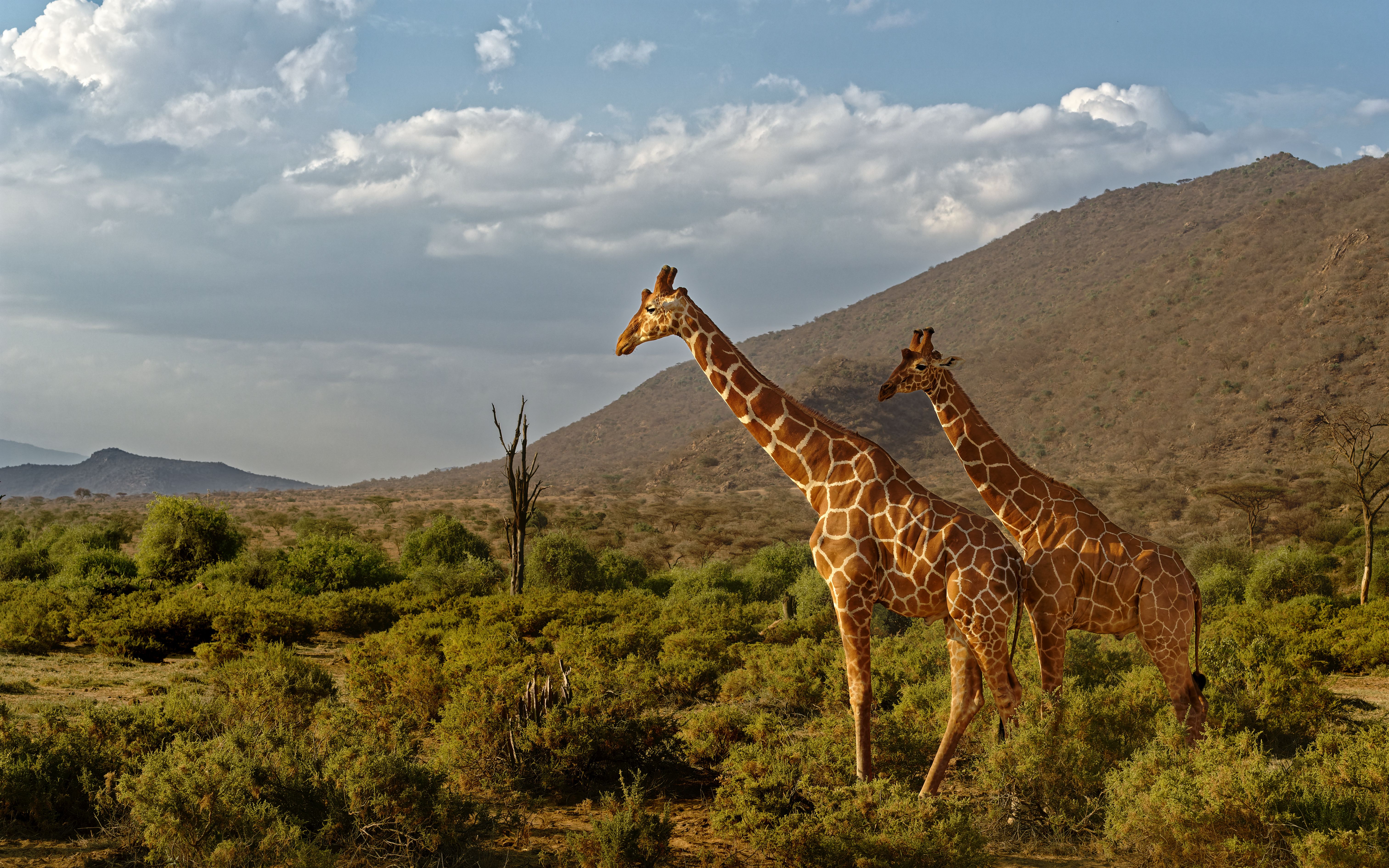 Samburu